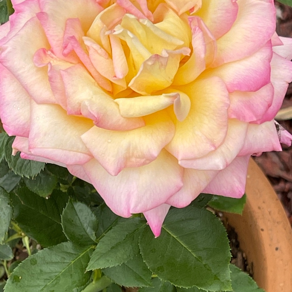 Meet your Posher, Cristin